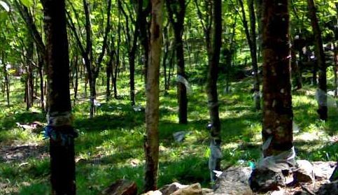 My Village
